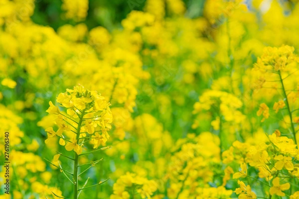 Fototapeta 菜の花畑