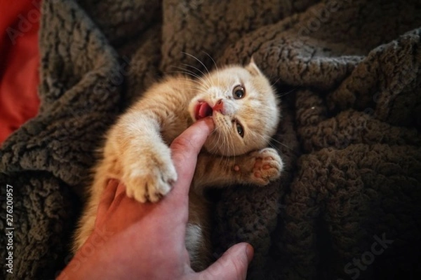 Obraz kittens in a basket