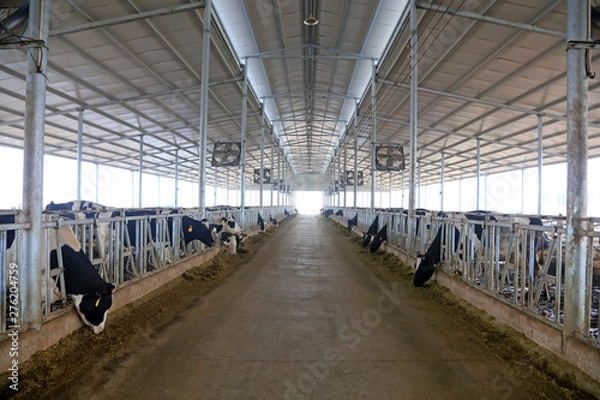 Obraz Cows eat grass in a farm