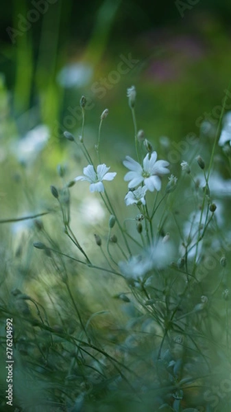 Obraz White flowers in summer