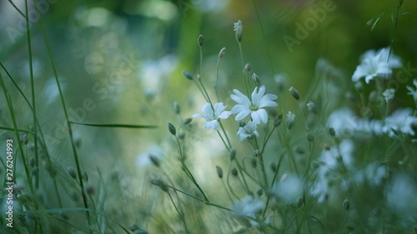 Obraz White flowers in garden