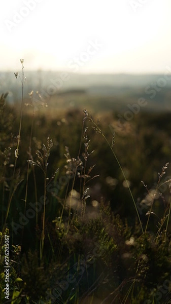 Obraz Grass at golden hour
