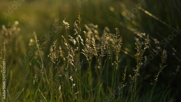 Obraz Golden hour grass