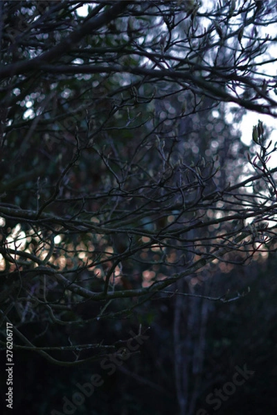 Obraz Bokeh behind branches