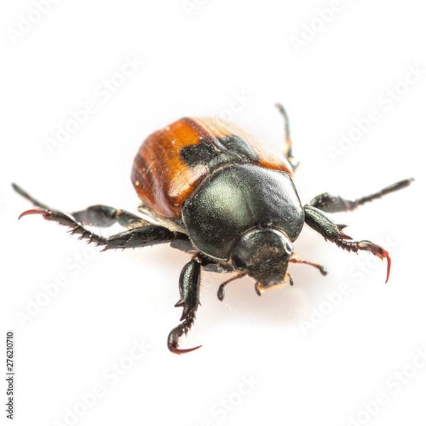 Fototapeta Anisoplia austriaca Bread beetle kuzka on a white background