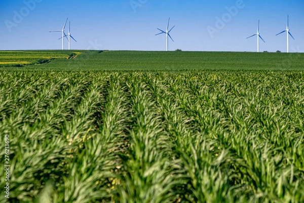 Obraz Wind power turbines in the countryside in a sunny day in agricultural field with blue sky and white clouds in summer