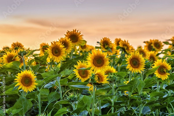 Obraz Beautiful sunflower field in summer in sunset
