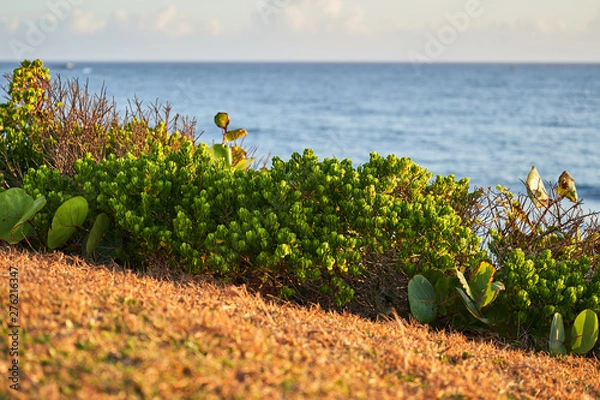 Fototapeta Grass and low bushes on the coast against the ocean. Pacific landscape at sunrise