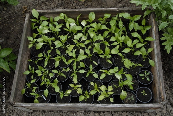 Obraz plants in a garden