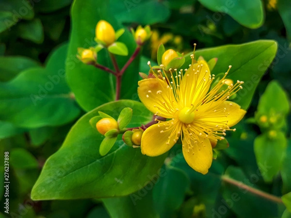 Fototapeta Yellow flowering perforate St Johns wort (Hypericum perforatum) with green leaves in background, close up