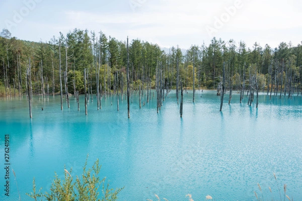 Fototapeta 初夏の青い池　美瑛町
