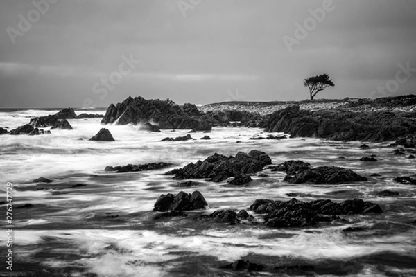 Fototapeta Black and White Dramatic Ocean Motion on Rocky Shore with Single Cypress Tree on Horizon.