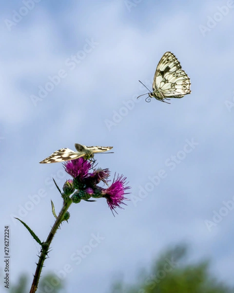 Obraz Kroś do towarzystwa