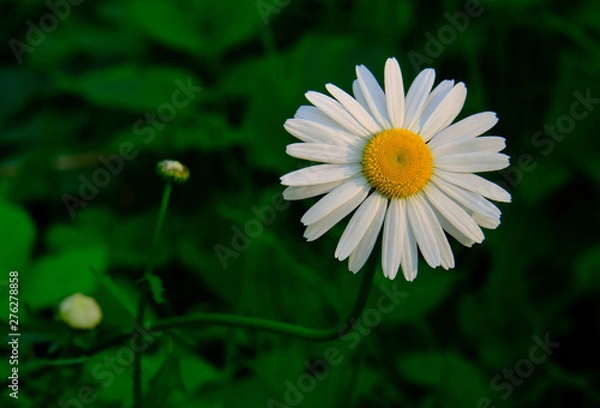 Obraz Elegant flower ordinary daisy