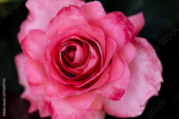 Fototapeta バラ（神代植物公園）