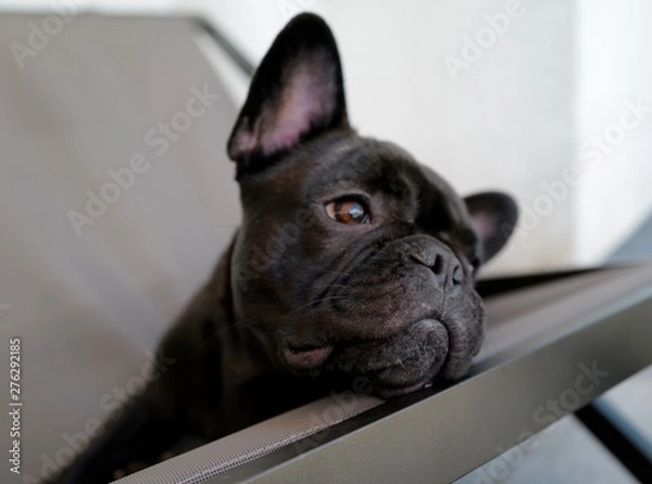 Obraz Bouledogue Francais