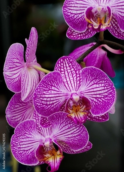 Fototapeta ORCHIDEE