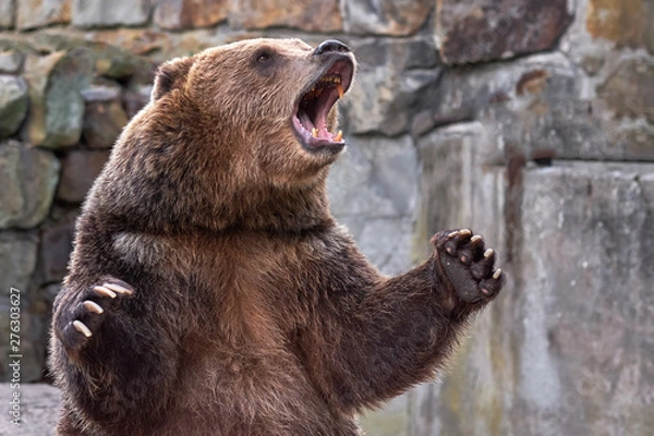 Obraz Brown grizzly bear. widely open mouth.