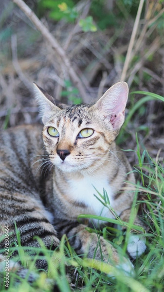 Fototapeta close up and selective focus brown cat lying on the garden background