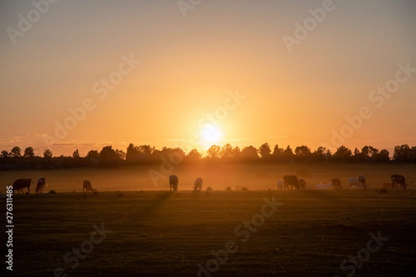 Obraz sunset over country fields