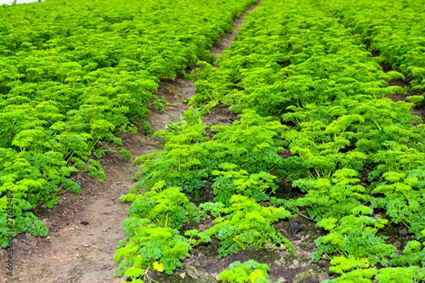 Fototapeta Garnierung