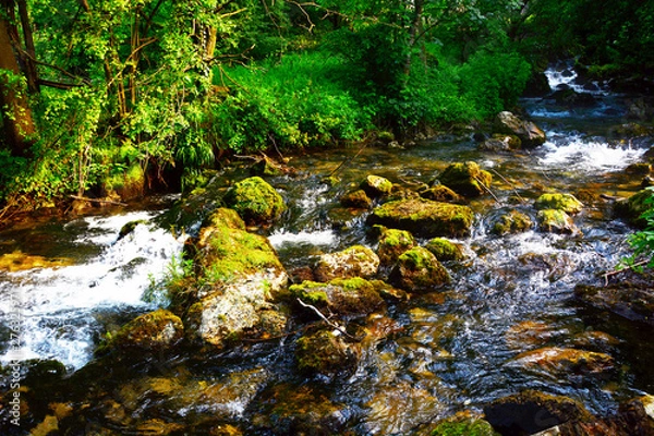 Fototapeta stream in forest