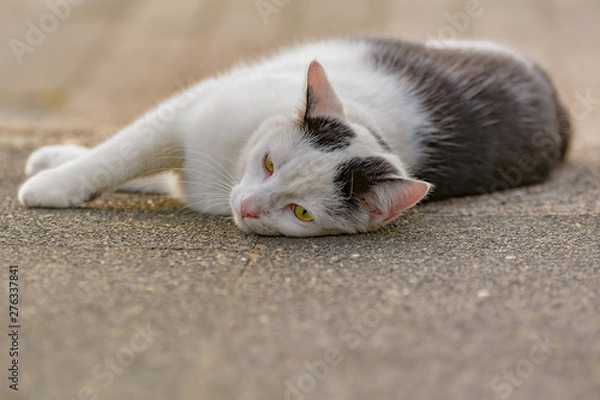 Fototapeta Eine schwarz-weiße Katze entspannt sich