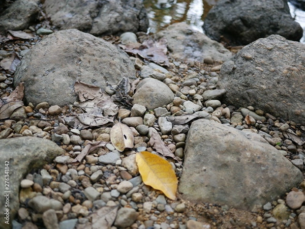 Fototapeta yellow leaf on a rock