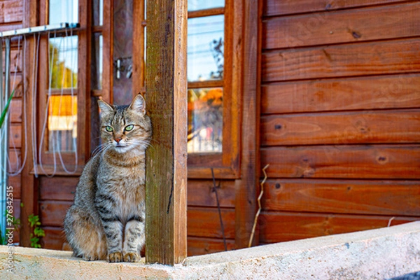 Obraz cat with daisy name