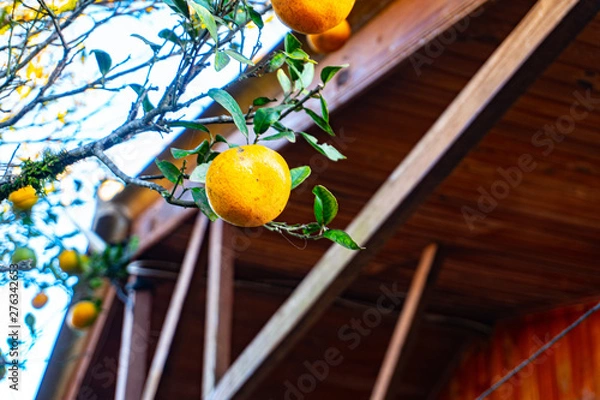 Obraz  fruit on the tree