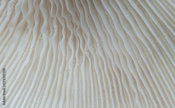 Obraz beautiful macro mushroom texture nature background. Using idea design pattern wallpaper concept natural work printing and website.