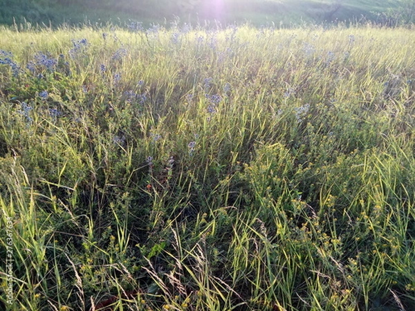 Fototapeta field of wheat