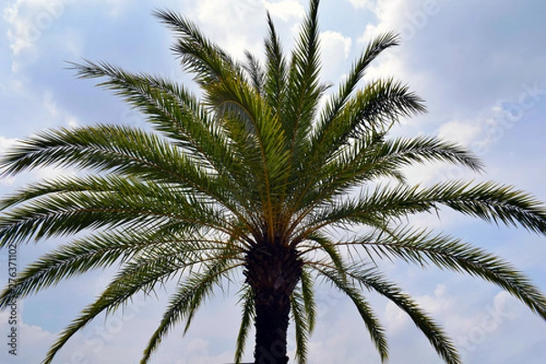 Fototapeta Beautiful palm tree against the blue sky.