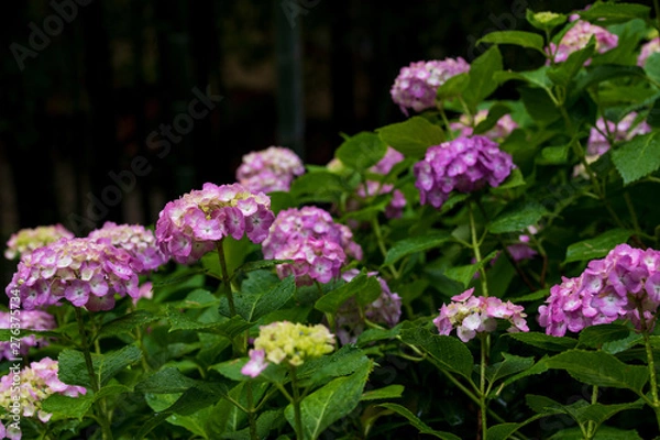 Fototapeta 紫陽花