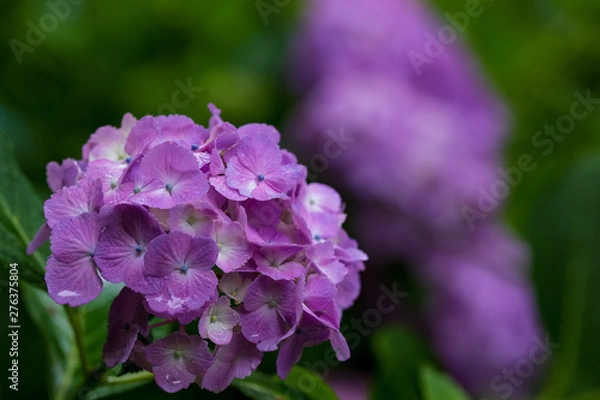 Obraz 紫陽花