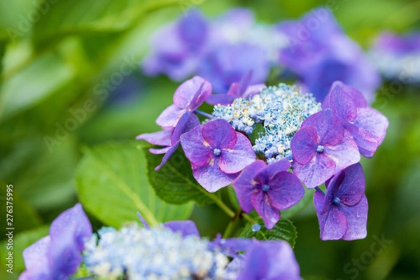 Obraz 紫陽花