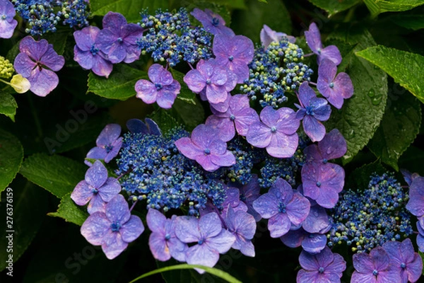 Obraz 紫陽花