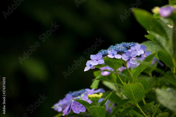 Obraz 紫陽花