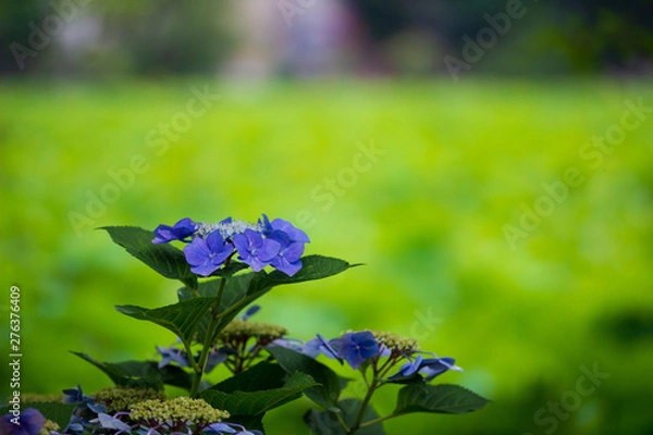 Obraz 紫陽花