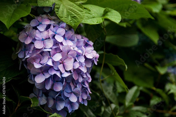 Obraz 紫陽花