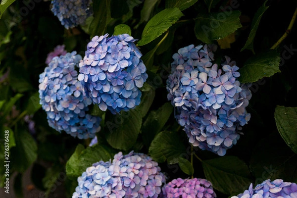 Obraz 紫陽花