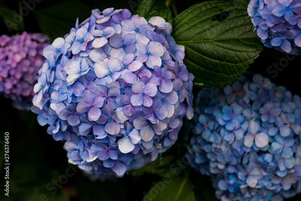 Obraz 紫陽花