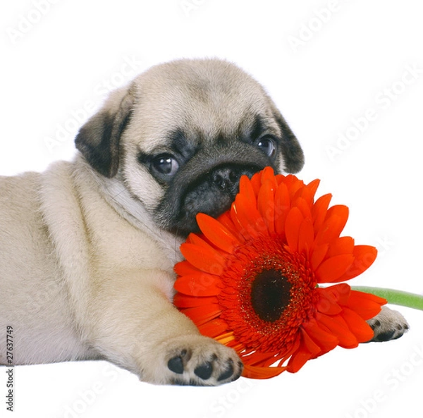 Obraz Pug puppy with red gerbers.