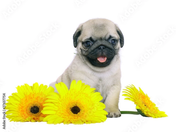 Fototapeta Pug puppy with yellow chrysanthemums.