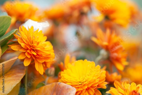 Obraz Orange Chrysanthemum Flower