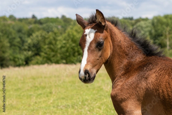 Fototapeta Porträt eines jungen Fohlens in der Hügellandschaft