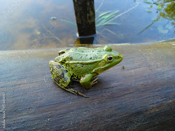 Obraz frog on a log
