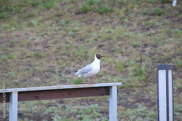 Obraz seagull on a post