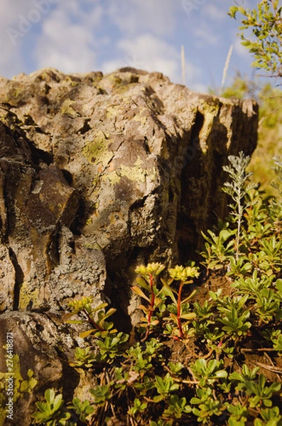 Obraz grass in mountains