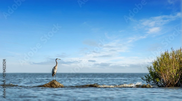 Fototapeta Great Blue Heron Standing on a rock jetty looking out over the Chesapeake Bay